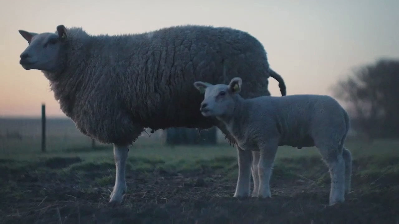 Video laden: