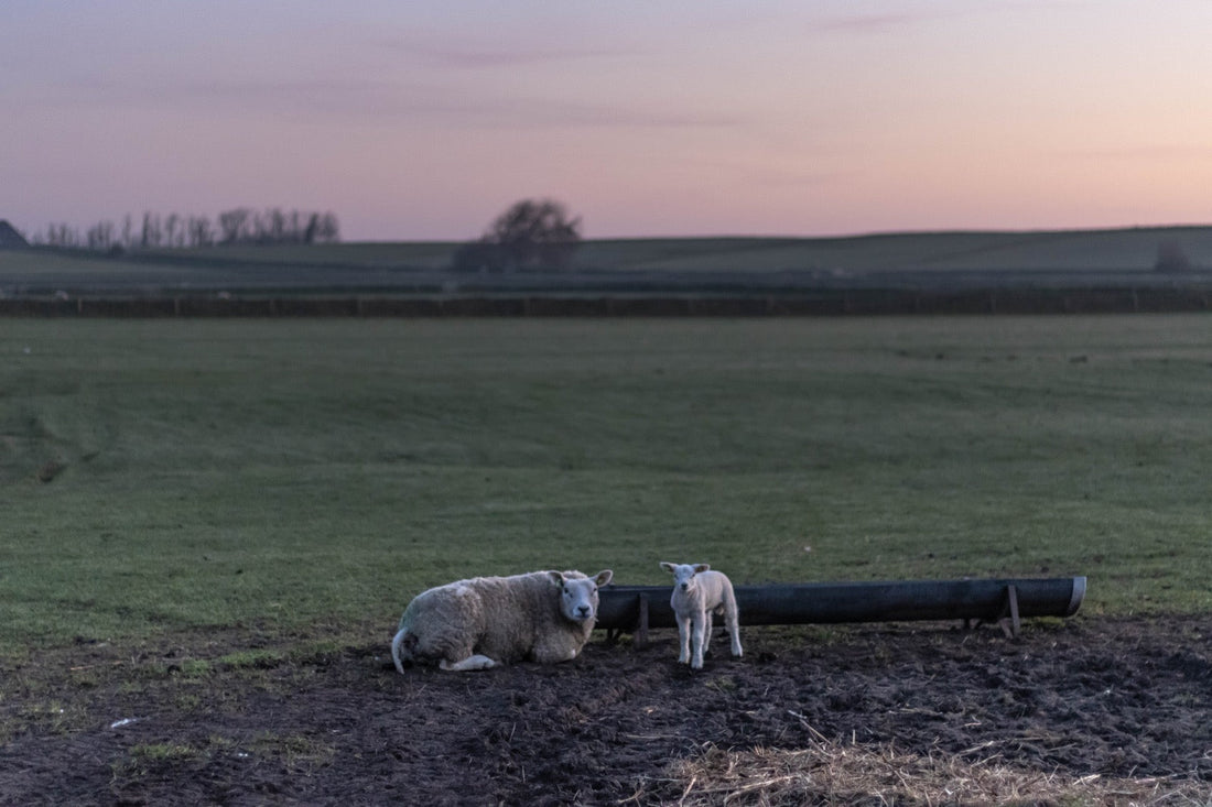 Texelaar scheerwol schaap en lammetje in de wei op Texel bij zonsondergang